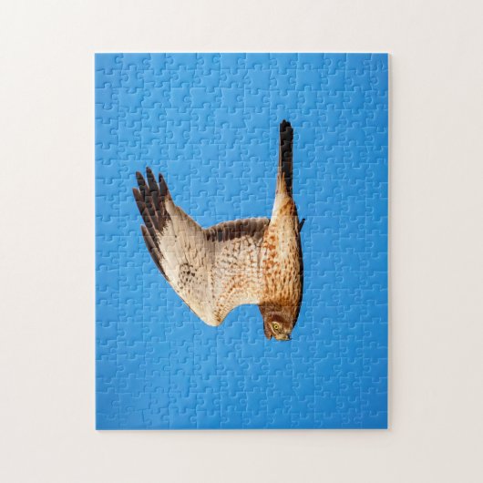 Puzzle Harrier du Nord dans les Prairies de Shawangunk (Vertical)