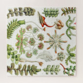 Puzzle Hepaticae Lebermoose par Ernst Haeckel (Horizontal)