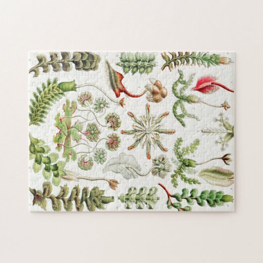 Puzzle Hepaticae Lebermoose par Ernst Haeckel (Horizontal)