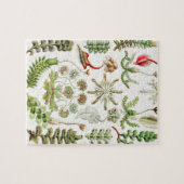 Puzzle Hepaticae Lebermoose par Ernst Haeckel (Horizontal)