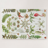 Puzzle Hepaticé Lebermoose par Ernst Haeckel (Horizontal)