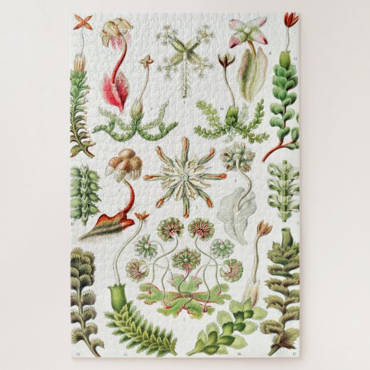 Puzzle Hepaticé Lebermoose par Ernst Haeckel (Vertical)