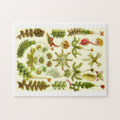 Puzzle Hépatiques d'Ernst Haeckel (Horizontal)