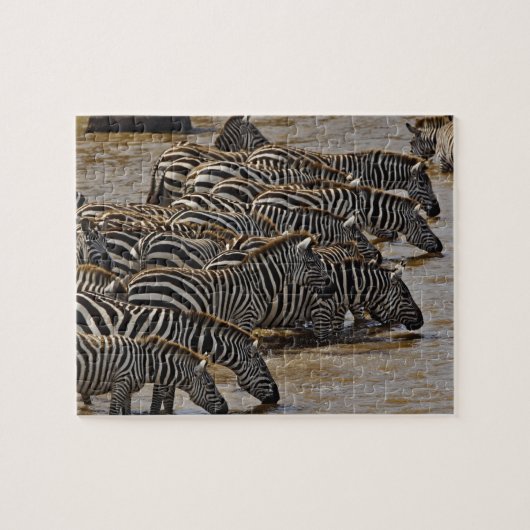 Puzzle Herd of Burchell's Zebras boire de Mara (Horizontal)