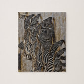 Puzzle Herd of Burchell's Zebras boire de Mara (Vertical)