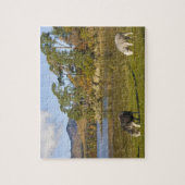 Puzzle Herdwick brebis à Friars Crag, Derwentwater, 2 (Vertical)