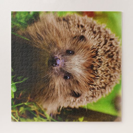 Puzzle Hérisson Explorez Curieusement la nature (Horizontal)
