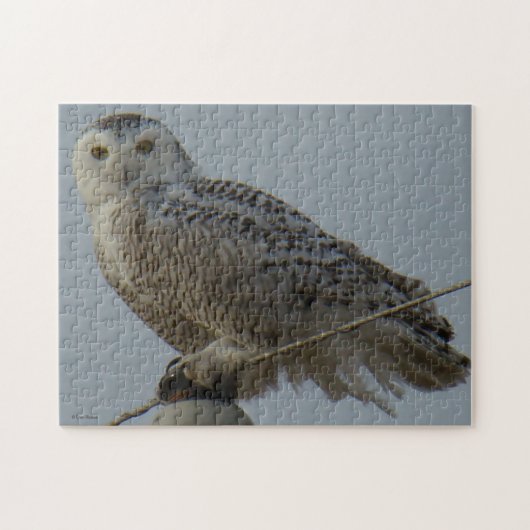 Puzzle Hibou des neiges B38 (Horizontal)