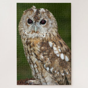 Puzzle Hibou moyen-duc