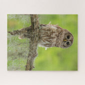 Puzzle Hibou rayé sur branche d'arbre (Horizontal)