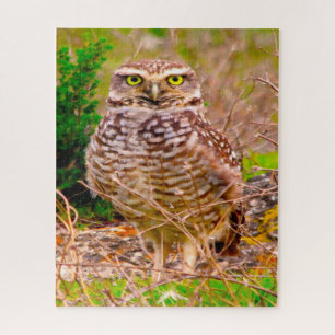 Puzzle Hiboux - Oiseaux de proie.