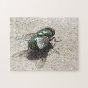 Puzzle - House Fly Legpuzzel
