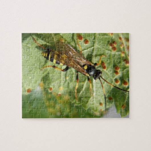 Puzzle Hoverfly (Horizontal)