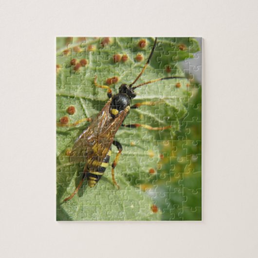 Puzzle Hoverfly (Vertical)
