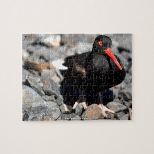 Puzzle Huîtrier noir Alaska (Horizontal)