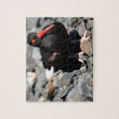 Puzzle Huîtrier noir Alaska (Vertical)