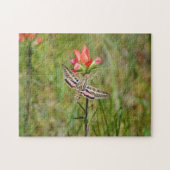 Puzzle Hummingbird Moth on Indian Paintbrush Fleur sauvag (Horizontal)