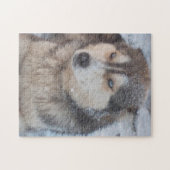 Puzzle Husky Blue Eyes Dans La Neige (Horizontal)