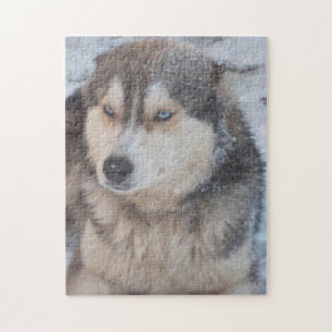 Puzzle Husky Blue Eyes Dans La Neige