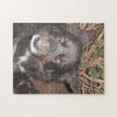 Puzzle Husky Cross Brown yeux (Horizontal)