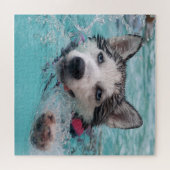 Puzzle Husky natation (Horizontal)