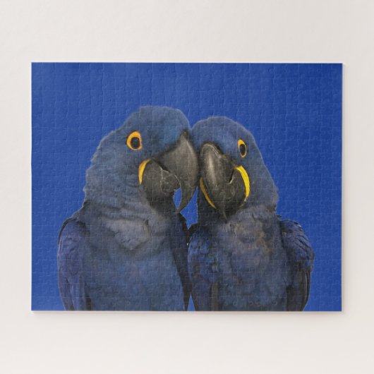 Puzzle Hyacinth Macaw (Horizontal)