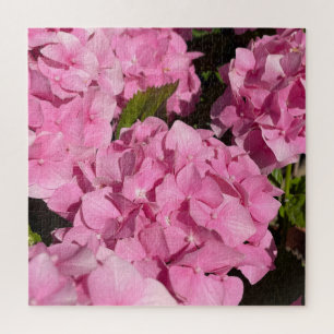 Puzzle Hydrangea rose