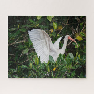 Puzzle Ibis blanc