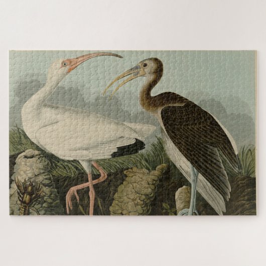 Puzzle Ibis blanc - Les oiseaux d'Amérique de John James (Horizontal)