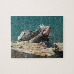 Puzzle Iguana à St Thomas