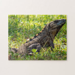 Puzzle Iguana déclenché