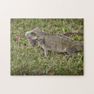 Puzzle Iguana Exotic Reptile Pet Lizard