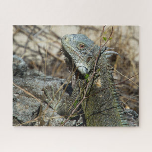 Puzzle Iguana Posing sur Rock pour la caméra