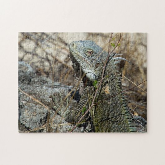 Puzzle Iguana Posing sur Rock pour la caméra (Horizontal)