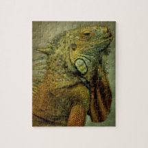 Iguana verte