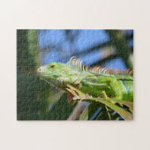 Puzzle Iguana verte dans un palmier Photographie (Horizontal)