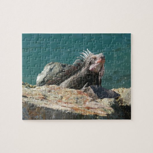 Puzzle Iguane à St-Thomas (Horizontal)