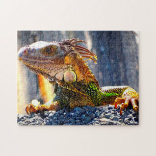 Puzzle Iguanes en Floride