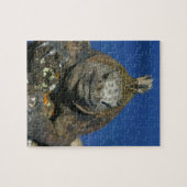 Puzzle Îles de la mer de Galapagos (Horizontal)