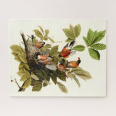 Puzzle Illustration Audubon American Robin Wildlife Bird (Horizontal)