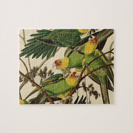Puzzle Illustration Audubon Carolina Parrot Bird (Horizontal)