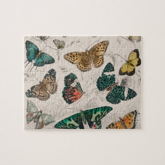 Puzzle Illustration de papillon antique : 1820 Orfèvre (Horizontal)
