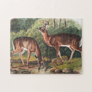 Puzzle Illustration de Virginian Deer (Cervus Virginianus