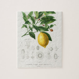 Puzzle Illustration du Limonium botanique de fruits d'agr