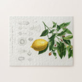 Puzzle Illustration du Limonium botanique des agrumes de  (Horizontal)