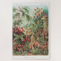 Illustration Vintage artistique Nature Ernst Haeck