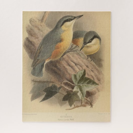 Puzzle Illustration vintage de Nuthatch (Vertical)