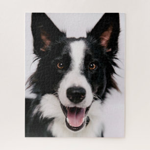 Puzzle Images de Getty   A border collie de sourire