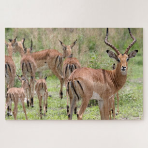 Puzzle Impala dans le delta de l'Okavango