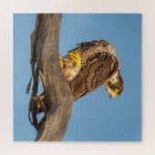 Puzzle Impression d'art de faune de faucon au repos – Ois (Horizontal)